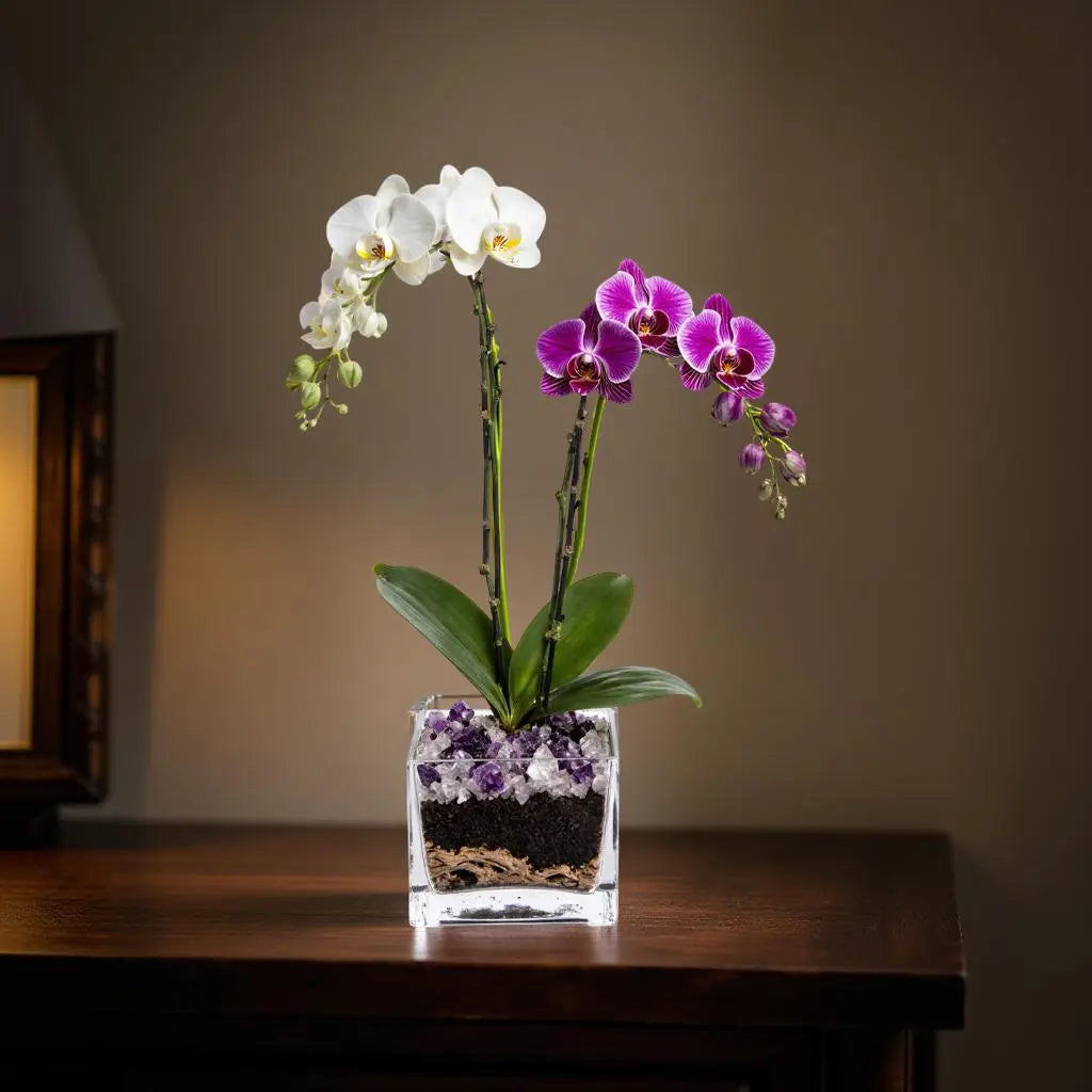 Live White and Purple Double Stem Phalaenopsis Orchid Plant with Clear Quartz and Amethyst - Premium Dual-Color Flowering Houseplant, Easy Care Live Plant Crystal City Designs MIA
