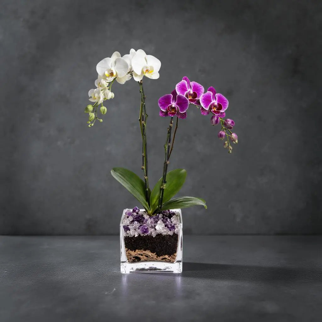 Live White and Purple Double Stem Phalaenopsis Orchid Plant with Clear Quartz and Amethyst - Premium Dual-Color Flowering Houseplant, Easy Care Live Plant Crystal City Designs MIA