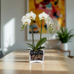 Live White Double Stem Phalaenopsis Orchid Plant with Obsidian - Premium Flowering Houseplant for Home Office Decor, Easy Care Live Plant Crystal City Designs MIA