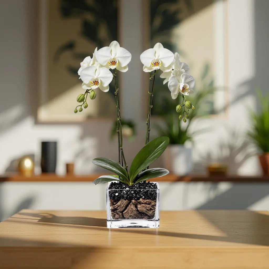 Live White Double Stem Phalaenopsis Orchid Plant with Obsidian - Premium Flowering Houseplant for Home Office Decor, Easy Care Live Plant Crystal City Designs MIA