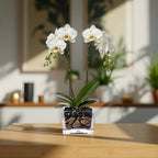 Live White Double Stem Phalaenopsis Orchid Plant with Obsidian - Premium Flowering Houseplant for Home Office Decor, Easy Care Live Plant Crystal City Designs MIA