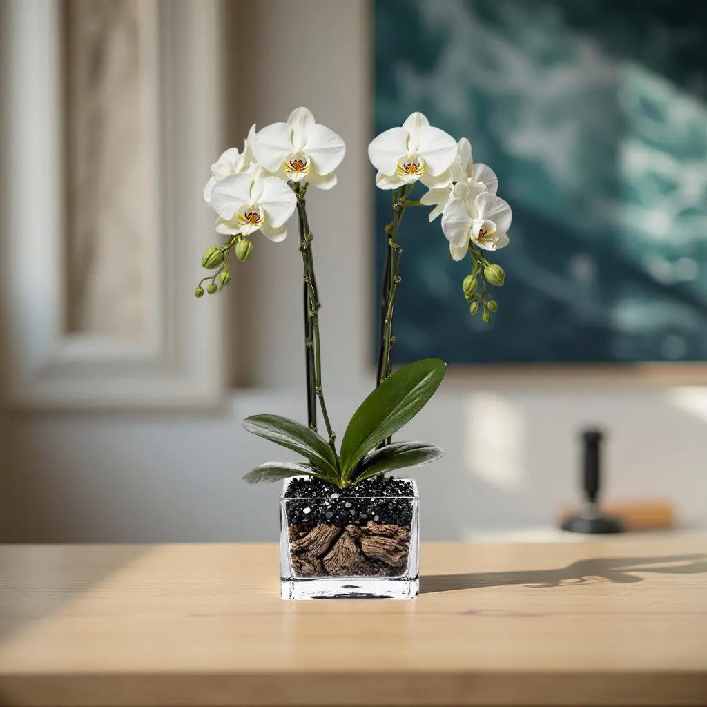 Live White Double Stem Phalaenopsis Orchid Plant with Obsidian - Premium Flowering Houseplant for Home Office Decor, Easy Care Live Plant Crystal City Designs MIA