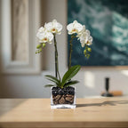 Live White Double Stem Phalaenopsis Orchid Plant with Obsidian - Premium Flowering Houseplant for Home Office Decor, Easy Care Live Plant Crystal City Designs MIA
