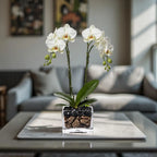 Live White Double Stem Phalaenopsis Orchid Plant with Obsidian - Premium Flowering Houseplant for Home Office Decor, Easy Care Live Plant Crystal City Designs MIA