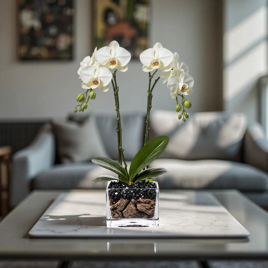 Live White Double Stem Phalaenopsis Orchid Plant with Obsidian - Premium Flowering Houseplant for Home Office Decor, Easy Care Live Plant Crystal City Designs MIA