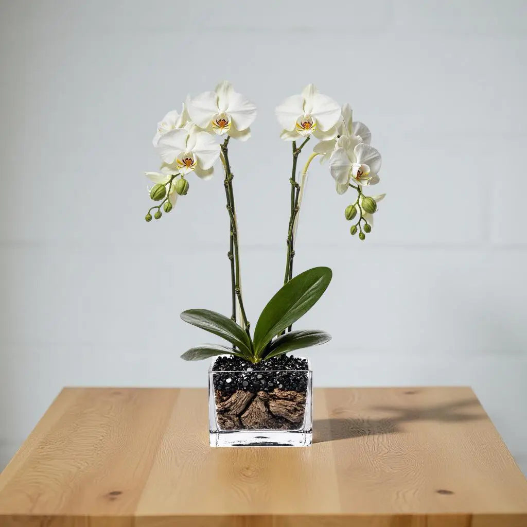 Live White Double Stem Phalaenopsis Orchid Plant with Obsidian - Premium Flowering Houseplant for Home Office Decor, Easy Care Live Plant Crystal City Designs MIA