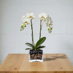 Live White Double Stem Phalaenopsis Orchid Plant with Obsidian - Premium Flowering Houseplant for Home Office Decor, Easy Care Live Plant Crystal City Designs MIA