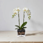 Live White Double Stem Phalaenopsis Orchid Plant with Obsidian - Premium Flowering Houseplant for Home Office Decor, Easy Care Live Plant Crystal City Designs MIA