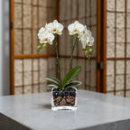 Live White Double Stem Phalaenopsis Orchid Plant with Obsidian - Premium Flowering Houseplant for Home Office Decor, Easy Care Live Plant Crystal City Designs MIA