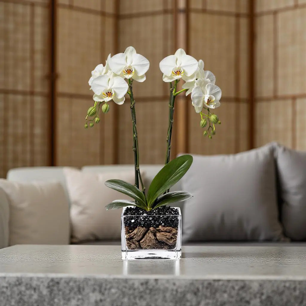 Live White Double Stem Phalaenopsis Orchid Plant with Obsidian - Premium Flowering Houseplant for Home Office Decor, Easy Care Live Plant Crystal City Designs MIA