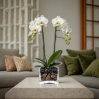 Live White Double Stem Phalaenopsis Orchid Plant with Obsidian - Premium Flowering Houseplant for Home Office Decor, Easy Care Live Plant Crystal City Designs MIA
