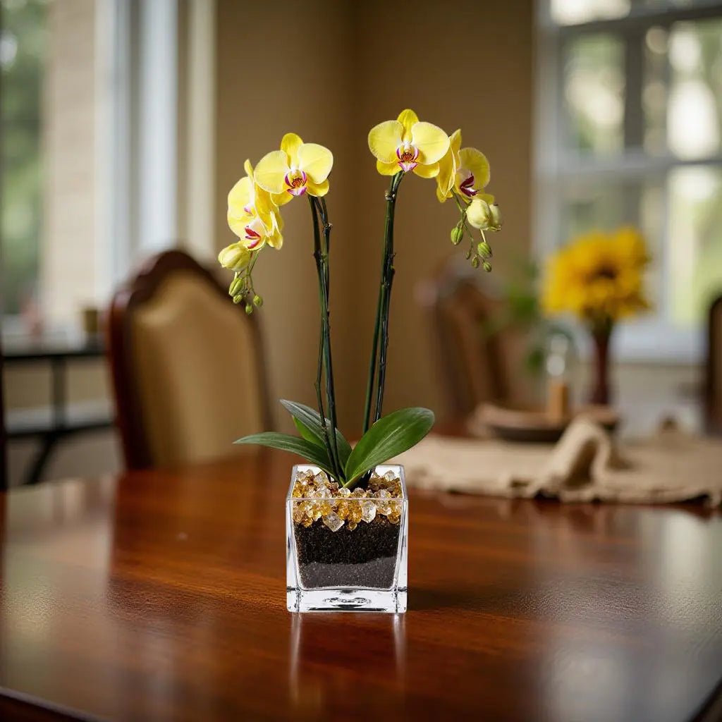 Live Yellow Double Stem Phalaenopsis Orchid Plant with Citrine Quartz - Premium Flowering Houseplant for Home Office Decor, Easy Care Live Plant Crystal City Designs MIA