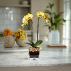 Live Yellow Double Stem Phalaenopsis Orchid Plant with Citrine Quartz - Premium Flowering Houseplant for Home Office Decor, Easy Care Live Plant Crystal City Designs MIA