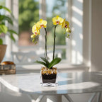 Live Yellow Double Stem Phalaenopsis Orchid Plant with Citrine Quartz - Premium Flowering Houseplant for Home Office Decor, Easy Care Live Plant Crystal City Designs MIA