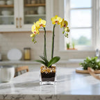 Live Yellow Double Stem Phalaenopsis Orchid Plant with Citrine Quartz - Premium Flowering Houseplant for Home Office Decor, Easy Care Live Plant Crystal City Designs MIA