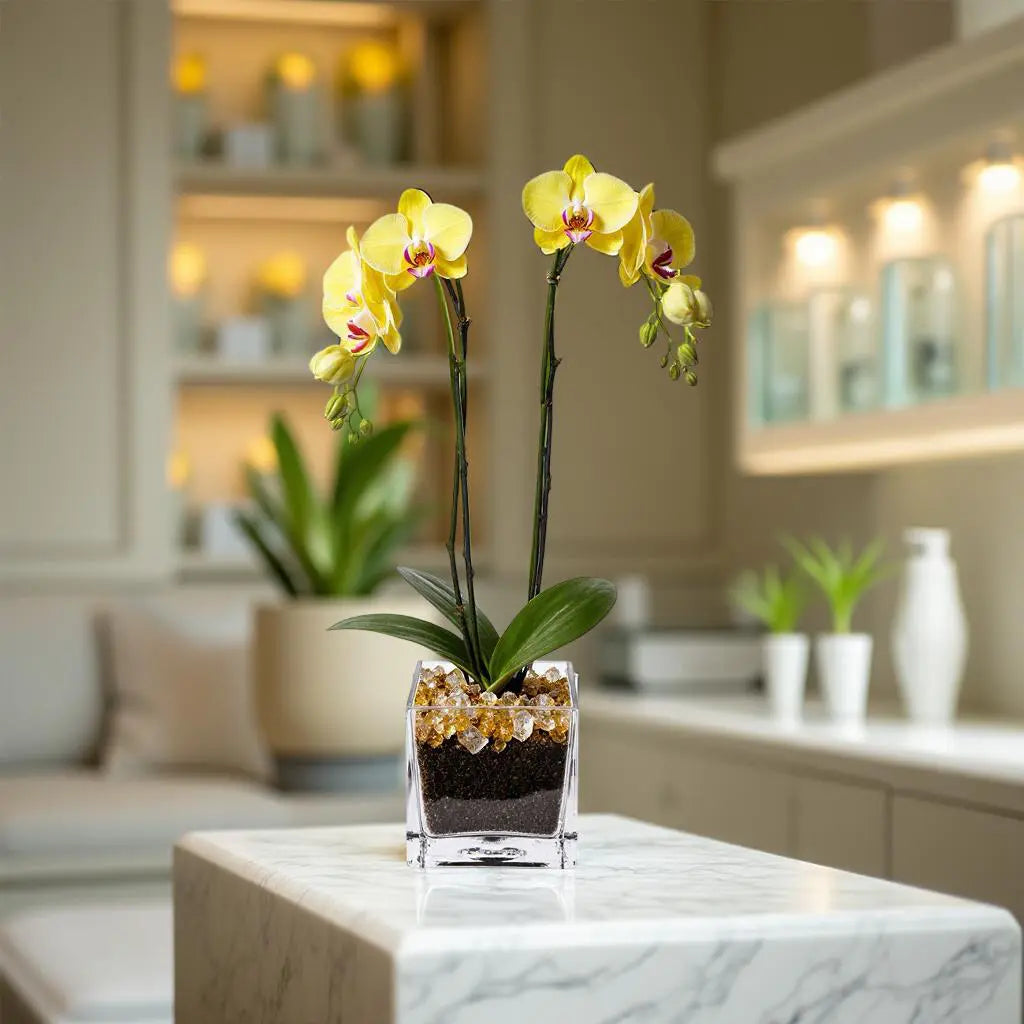 Live Yellow Double Stem Phalaenopsis Orchid Plant with Citrine Quartz - Premium Flowering Houseplant for Home Office Decor, Easy Care Live Plant Crystal City Designs MIA