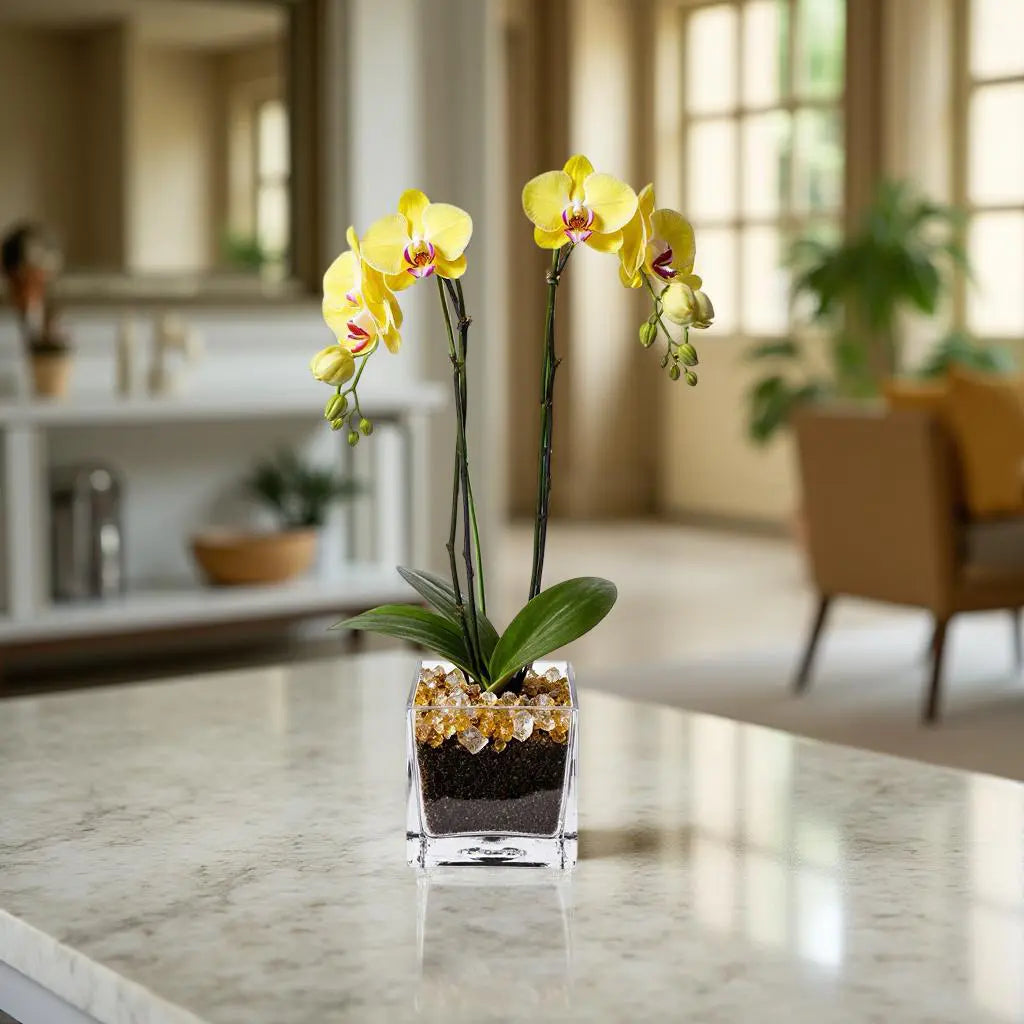 Live Yellow Double Stem Phalaenopsis Orchid Plant with Citrine Quartz - Premium Flowering Houseplant for Home Office Decor, Easy Care Live Plant Crystal City Designs MIA