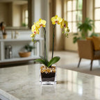 Live Yellow Double Stem Phalaenopsis Orchid Plant with Citrine Quartz - Premium Flowering Houseplant for Home Office Decor, Easy Care Live Plant Crystal City Designs MIA