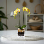 Live Yellow Double Stem Phalaenopsis Orchid Plant with Citrine Quartz - Premium Flowering Houseplant for Home Office Decor, Easy Care Live Plant Crystal City Designs MIA