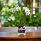Premium White Phalaenopsis Orchid Plant - Live Double Stem with Amethyst Crystal - Indoor Flowering Houseplant Gift - Perfect for Birthday Anniversary Crystal City Designs MIA