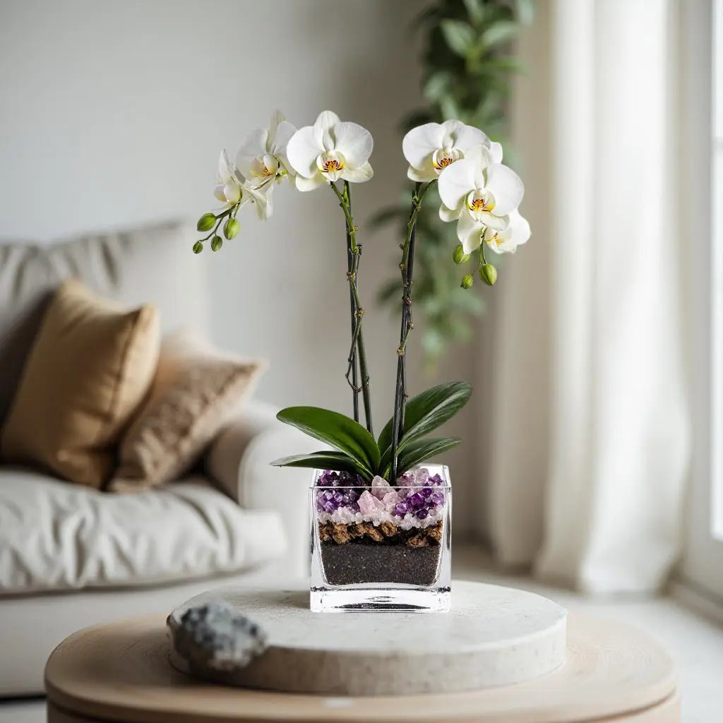 Premium White Phalaenopsis Orchid Plant - Live Double Stem with Amethyst Crystal - Indoor Flowering Houseplant Gift - Perfect for Birthday Anniversary Crystal City Designs MIA
