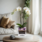 Premium White Phalaenopsis Orchid Plant - Live Double Stem with Amethyst Crystal - Indoor Flowering Houseplant Gift - Perfect for Birthday Anniversary Crystal City Designs MIA