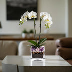Premium White Phalaenopsis Orchid Plant - Live Double Stem with Amethyst Crystal - Indoor Flowering Houseplant Gift - Perfect for Birthday Anniversary Crystal City Designs MIA
