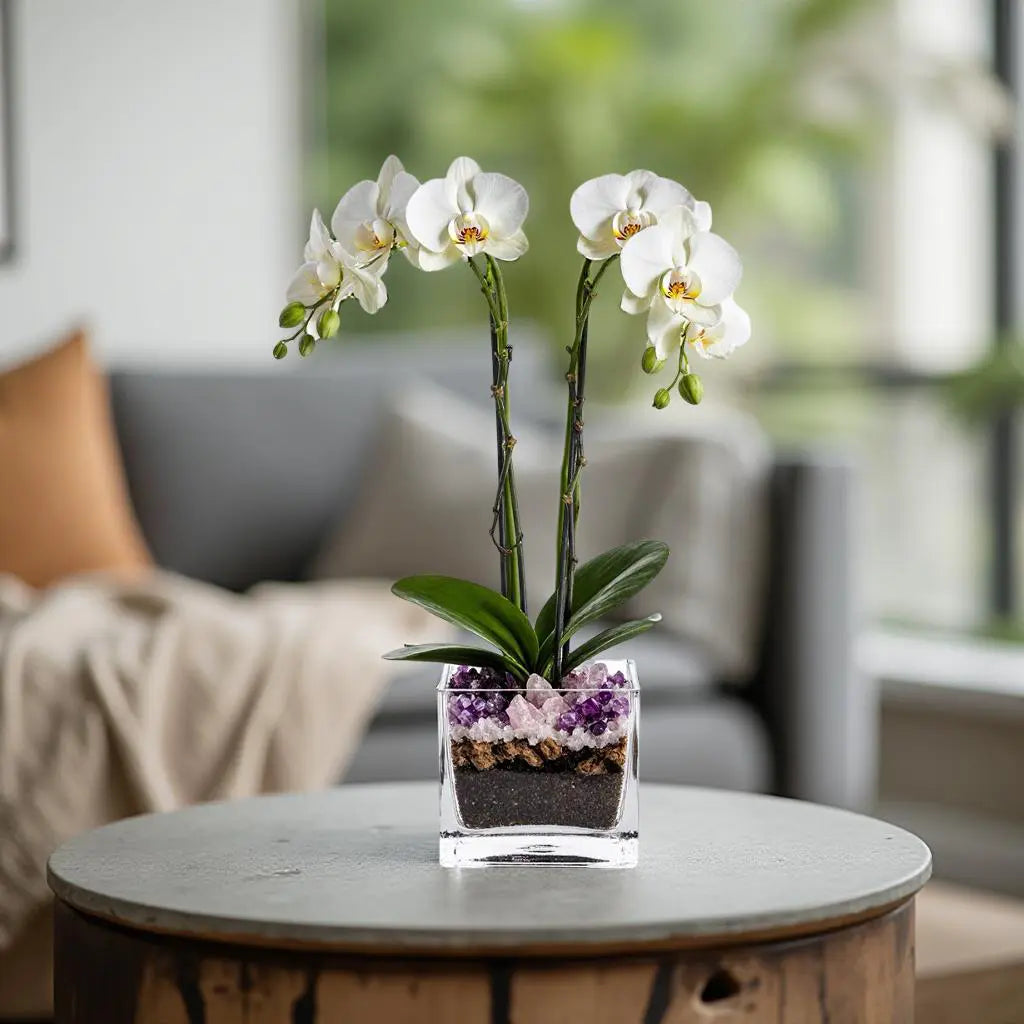 Premium White Phalaenopsis Orchid Plant - Live Double Stem with Amethyst Crystal - Indoor Flowering Houseplant Gift - Perfect for Birthday Anniversary Crystal City Designs MIA