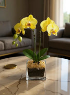 Live Yellow Double Stem Phalaenopsis Orchid Plant with Citrine Quartz - Premium Flowering Houseplant for Home Office Decor, Easy Care Live Plant Crystal City Designs MIA