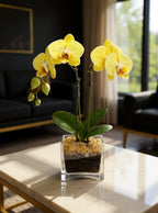 Live Yellow Double Stem Phalaenopsis Orchid Plant with Citrine Quartz - Premium Flowering Houseplant for Home Office Decor, Easy Care Live Plant Crystal City Designs MIA