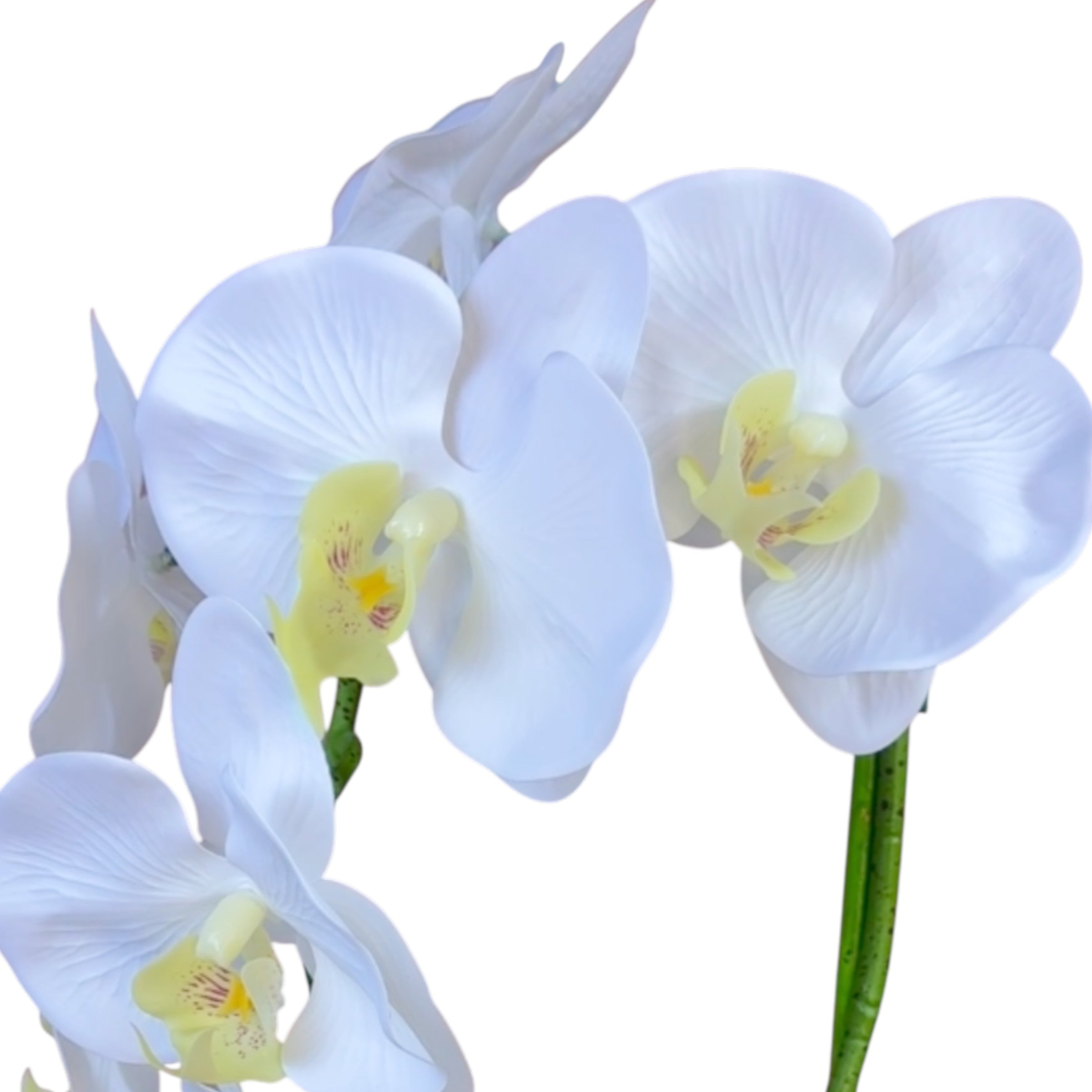 Artificial Single Stem White Orchid Arrangement in Blue Glass Cube Planter | Faux Phalaenopsis Floral Decor