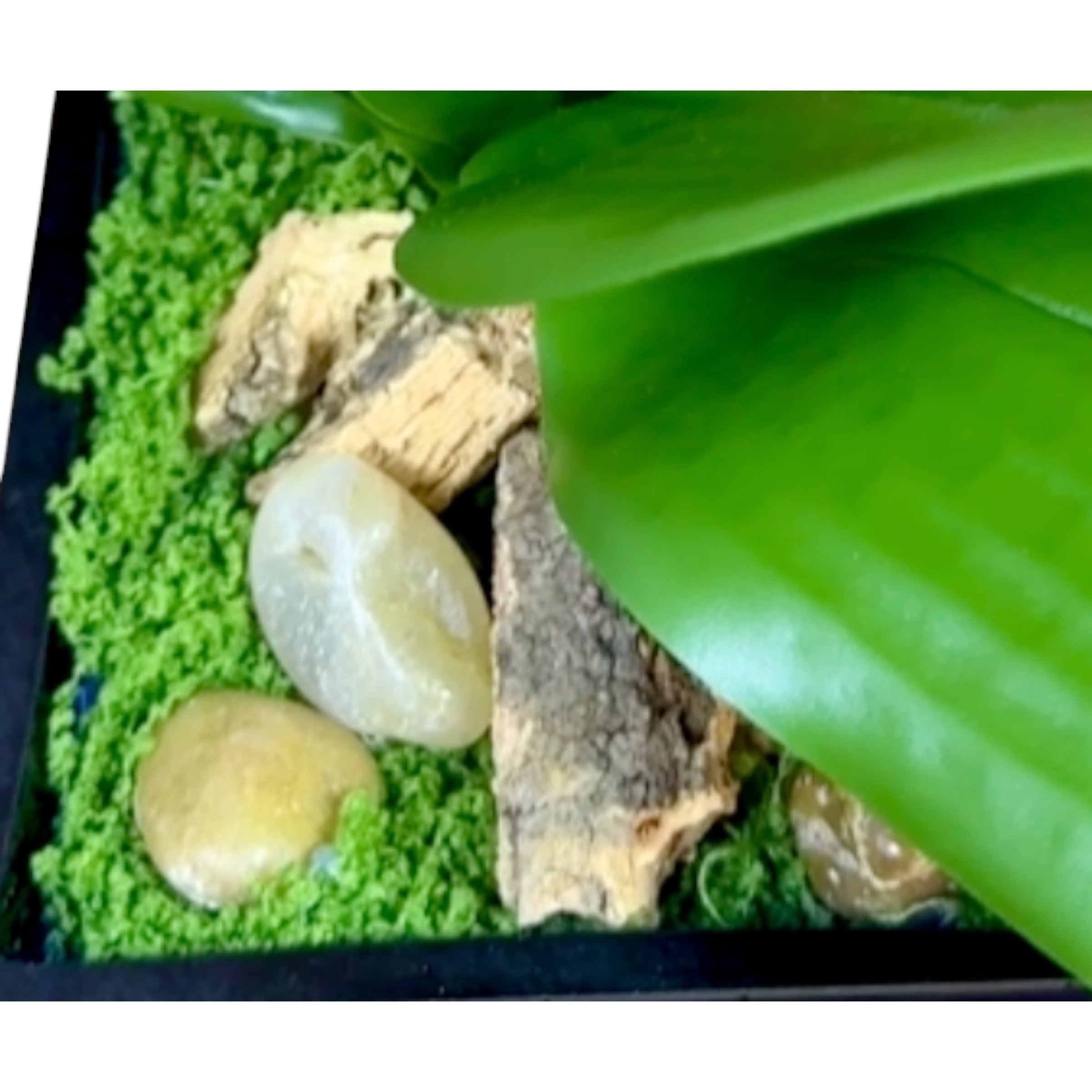 Artificial Single Stem White Orchid Arrangement in Blue Glass Cube Planter | Faux Phalaenopsis Floral Decor