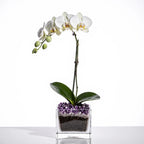 Live Phalaenopsis Orchid Plant - Premium Single Stem with Crystal Accent - Easy Care Indoor Houseplant -Birthday Gift