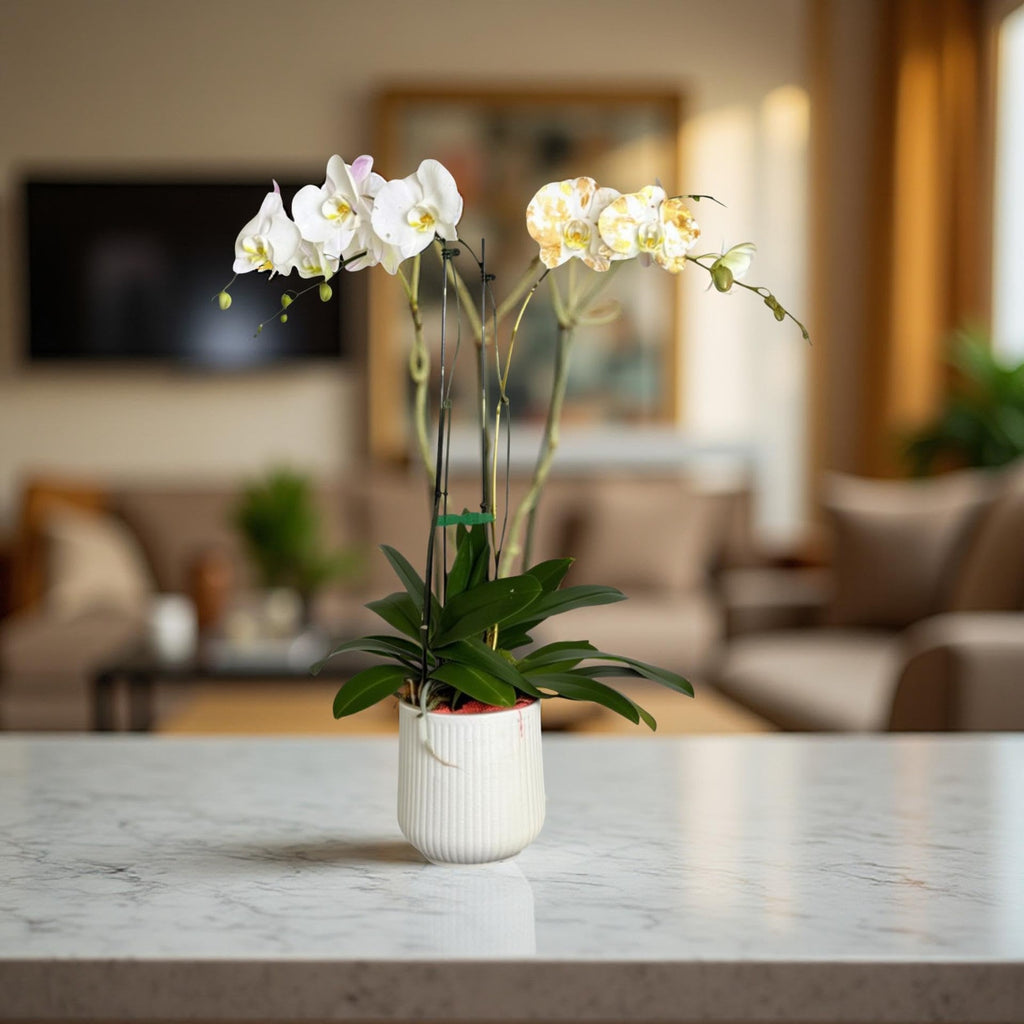 Live Triple White Phalaenopsis Orchid with Gold Accents – Indoor Flower in 7" Plastic Round Pot – Elegant Home Décor