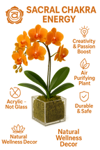 Creative Flow - Sacral Chakra Mini Orchid Garden
