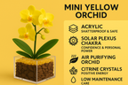 Inner Fire - Solar Plexus Chakra Mini Orchid Garden