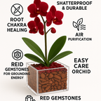 Grounded Harmony - Root Chakra Mini Orchid Garden