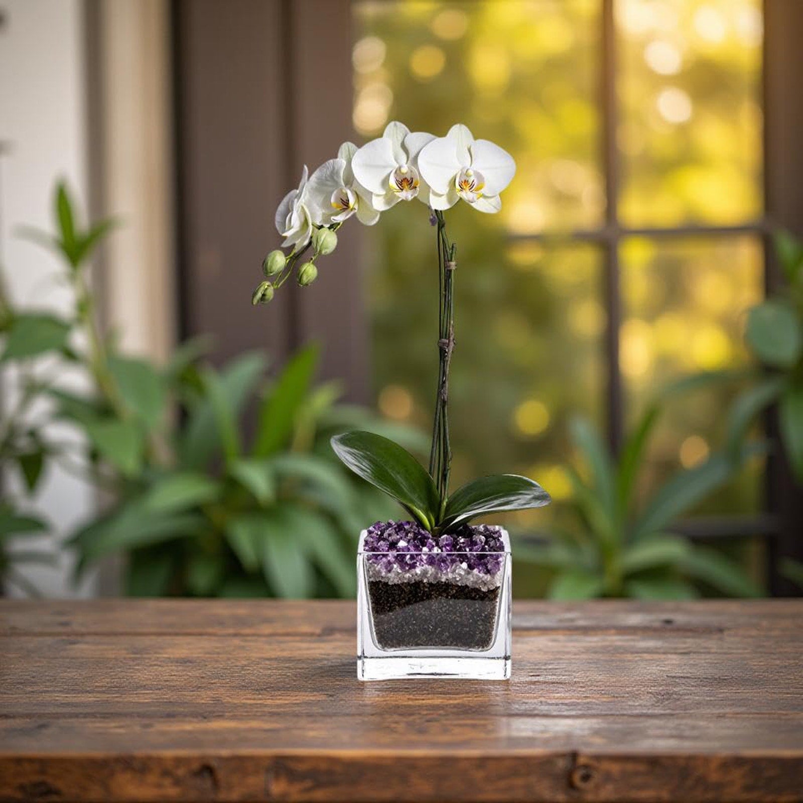 Live Phalaenopsis Orchid Plant - Premium Single Stem with Crystal Accent - Easy Care Indoor Houseplant -Birthday Gift