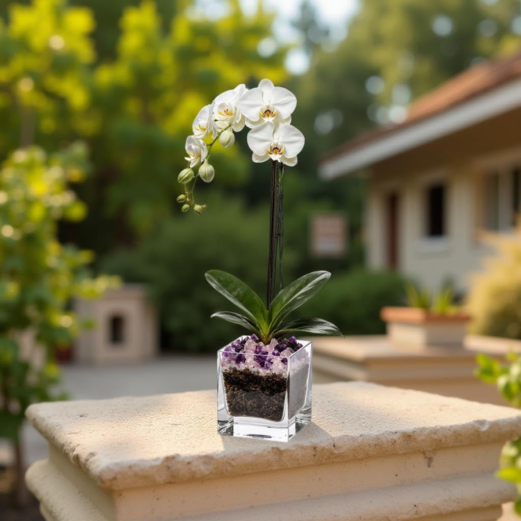 Live Phalaenopsis Orchid Plant - Premium Single Stem with Crystal Accent - Easy Care Indoor Houseplant -Birthday Gift