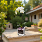 Live Phalaenopsis Orchid Plant - Premium Single Stem with Crystal Accent - Easy Care Indoor Houseplant -Birthday Gift