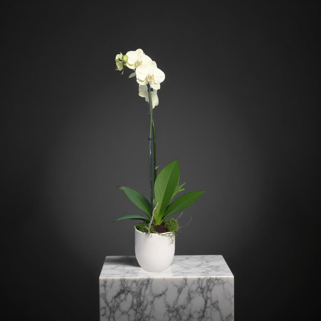 Live White Phalaenopsis Orchid Plant - Premium Indoor Flowering Orchid - Easy Care Home Decor Houseplant Gift - Birthday Present