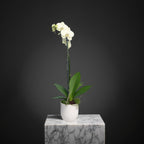 Live White Phalaenopsis Orchid Plant - Premium Indoor Flowering Orchid - Easy Care Home Decor Houseplant Gift - Birthday Present
