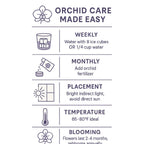 Live Double Stem Phalaenopsis Orchid Plant - Premium Indoor Flowering Plant with Crystal Accents, Easy Care Houseplant for Home Office Decor