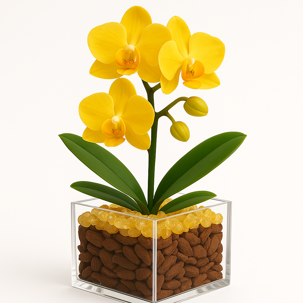 Inner Fire - Solar Plexus Chakra Mini Orchid Garden
