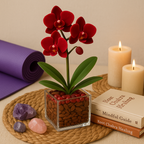 Grounded Harmony - Root Chakra Mini Orchid Garden