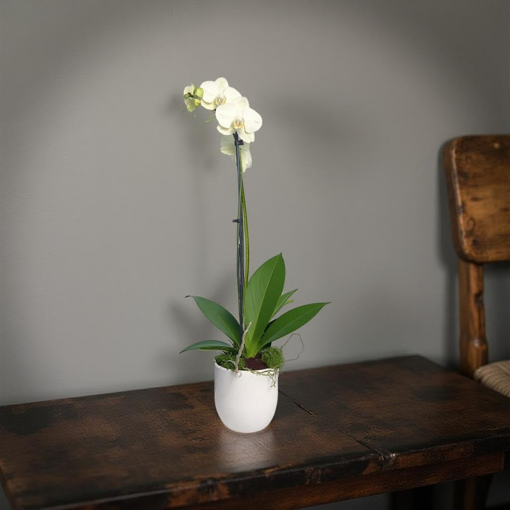 Live White Phalaenopsis Orchid Plant - Premium Indoor Flowering Orchid - Easy Care Home Decor Houseplant Gift - Birthday Present