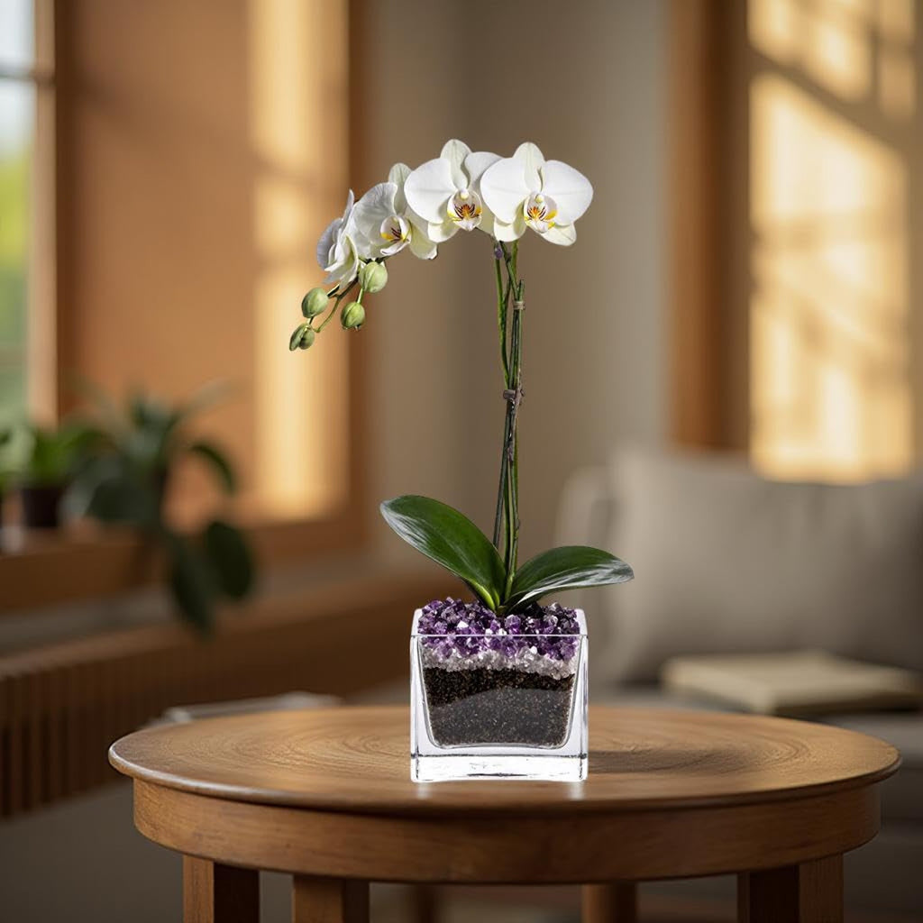 Live Phalaenopsis Orchid Plant - Premium Single Stem with Crystal Accent - Easy Care Indoor Houseplant -Birthday Gift