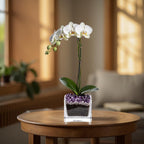 Live Phalaenopsis Orchid Plant - Premium Single Stem with Crystal Accent - Easy Care Indoor Houseplant -Birthday Gift