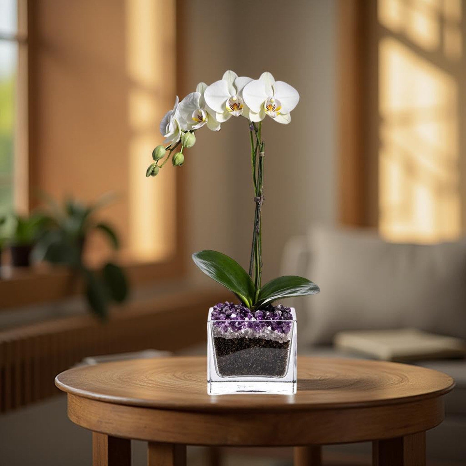 Live Phalaenopsis Orchid Plant - Premium Single Stem with Crystal Accent - Easy Care Indoor Houseplant -Birthday Gift