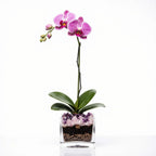 Live Phalaenopsis Orchid Plant - Premium Single Stem with Crystal Accent - Easy Care Indoor Houseplant -Birthday Gift
